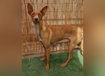 Lucky - ein Welpe sucht sein Körbchen