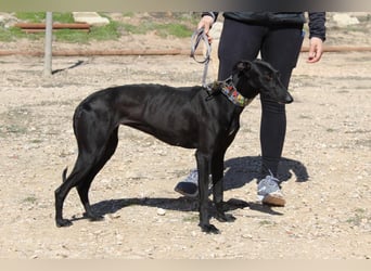 GUILIA-zarte Galga mit großer Seele sucht Geborgenheit in einem liebevollen Zuhause