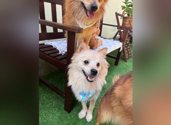 Biscuit SR – junger Herzensbrecher sucht liebevolles Zuhause