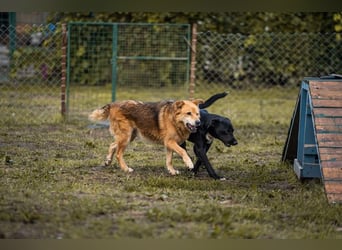 Larry: Sportskanone sucht Gleichgesinnte