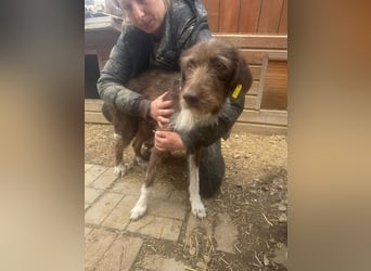 ♥GRETA♥ ganz liebe, tolle Junghündin, die im Tierheim große Angst hat 53 cm
