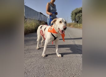 KHALEESI