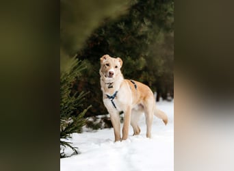 Hübscher Altaj sucht seine Familie