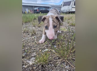 Mini bullterrier - Australian shepherd mix welpen