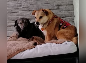 ♥ADELE♥ auf Pflegestelle bei Köln - süße kleine, noch etwas vorsichtige Hündin 41 cm