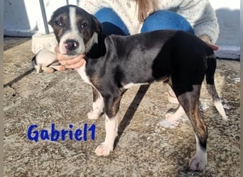 Gabriel1 10/2024 (ESP Pflegestelle) - aufgeschlossener und verspielter Bodeguero-Mix Welpe!