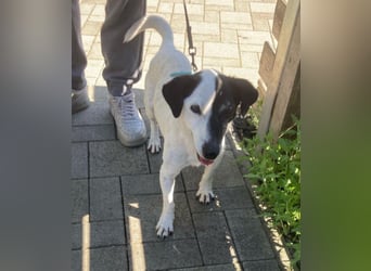 ZIGGY ca. 14 J. trauriger JRT-Rüde sucht Rentnerplätzchen