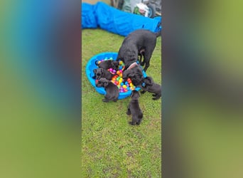 Riesenschnauzer schwarz Welpen des A-Wurf's am 02.07.25 gefallen