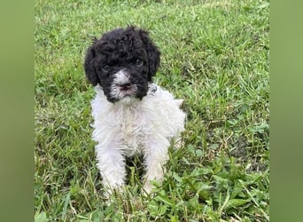 Lagotto Romagnolo, Welpen von ausgezeichneter Qualität