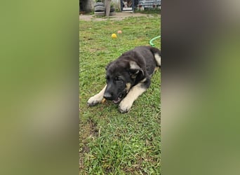Osteuropäische Schäferhund Welpen
