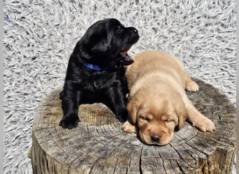 Edle Labrador Welpen (Schwarz/Foxred/Creme) mit Ahnentafel, Nachkommen von Champions