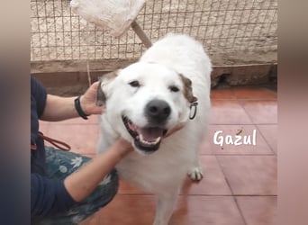 Gazul 06/2019 (ESP) - charismatischer und sozialer Boxer-Herdenschutz Mix!