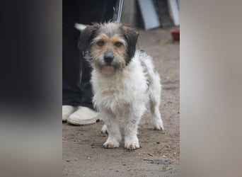 Larry - charmanter, freundlicher Terrier Mix Rüde