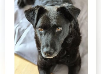 LEXI - freundliche schwarze Schönheit sucht liebevolles Zuhause