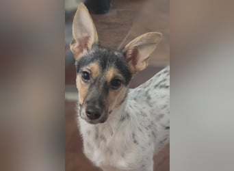 Welpendame CHANEL (auf Pflegestelle in 90453 Nürnberg) sucht ihr Zuhause!