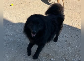 LENZI❤️unser kroat. Schäferhund-Mix-Rüde ist ein wahrer Sonnenschein!