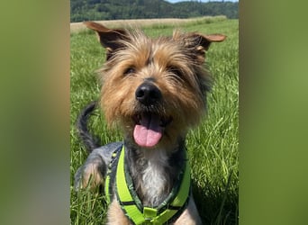 Coco, sucht seine Menschen