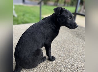 Bobi ein kleiner schwarzer Engel