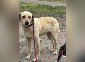 Max, geboren 08.06.2024, 55cm sucht sein Zuhause