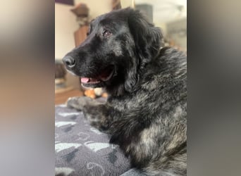 Kuschelbär Aleksa sucht ihre Familie