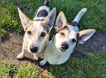 Mara und Max suchen ein Zuhause