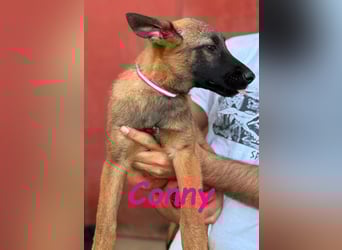 Conny 11/2024 (ESP) - lebensfrohe Malinois-Schäferhund-Mix Welpin!