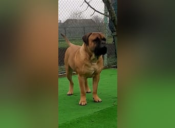 Bullmastiff Welpen