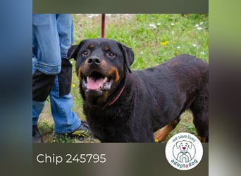 Chip 156926: Sucht ein Zuhause