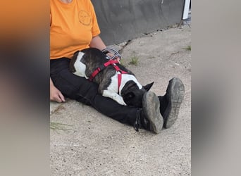 Französische Bulldogge Inge sucht Zuhause oder Pflegestelle