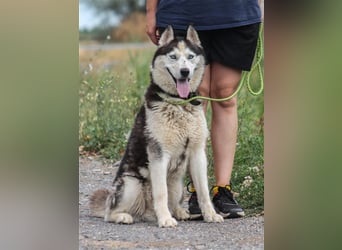 Mochikan Husky Rüde ca. 3,5 Jahre alt z.Zt. in Ungarn