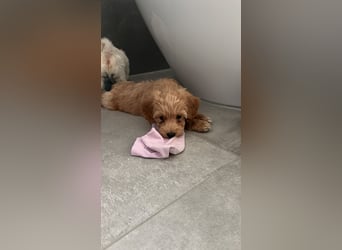 Maltipoo - Welpen - Rüden und Hündin