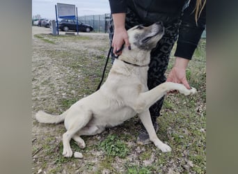 Balto ein großer braver Bub