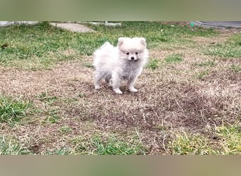 Pomeranian