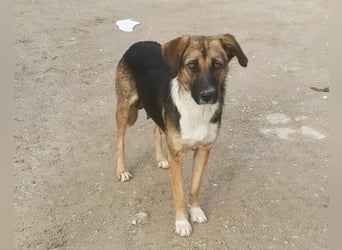 KORA❤️sanfte Seele sucht sehnsüchtig ein liebevolles Zuhause & Geborgenheit