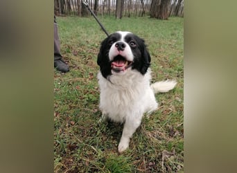 Forrest, geb. 01.02.2023, 38 cm, wartet auf ein tolles Hundeleben
