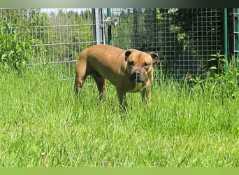 Buddy sucht ein neues Zuhause