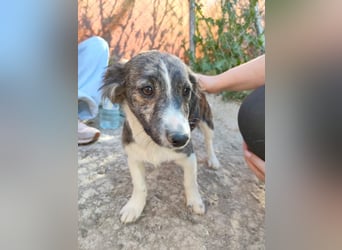 Sarabi, sucht ihre Familie