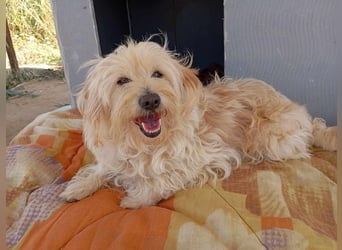 Jacky, entspannter Begleiter, ca. 8 Jahre, ca. 29 cm, ca. 8 kg *in 40764 Langenfeld*