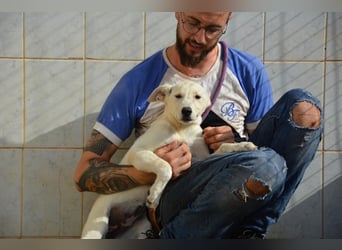 Pipa, unglaublich herzige Rasselbande sucht ihr Glück
