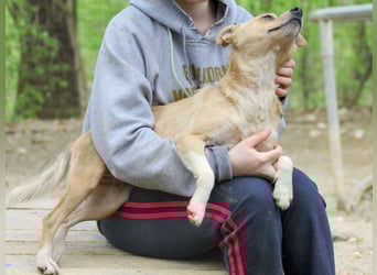 Freundliche INESSA sucht Zuhause zum kuscheln