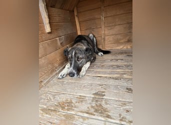 Flint - Hundeflüsterer gesucht
