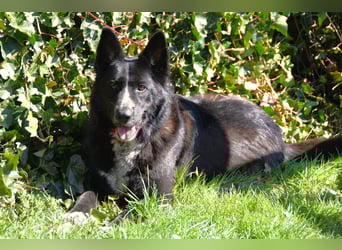 Kelly auf Pflegestelle in 88273 Fronreute sucht ihr Zuhause
