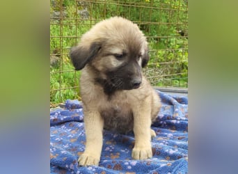 Romeo ❤️ verspielter, verträglicher Bub!