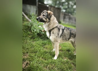 Angsthase Roxy sucht ein neues Zuhause