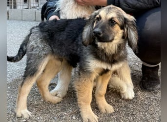 Julio ❤️ sozialer Jungrüde sucht dich!