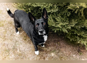 Wunderbarer Charly sucht seine Familie