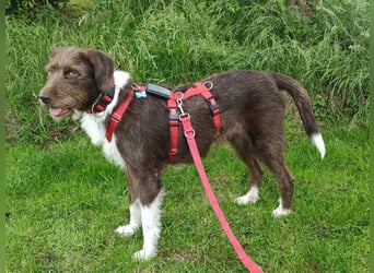 ♥GRETA♥ neu auf Pflegestelle bei Köln - ganz liebe, noch etwas vorsichtige, tolle Hündin 50 cm