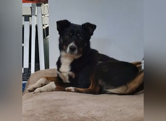 Socke - absoluter Familienhund