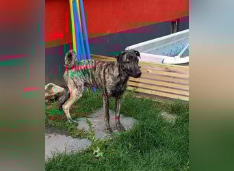 wunderschöner Hütehund Rüde 5 Monate sucht noch ein Zuhause