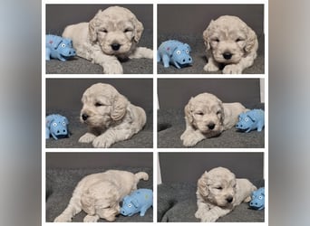 Goldendoodle Medium - noch 2 traumhafte Hündinnen abzugeben. Langjährige, überprüfte Zucht.